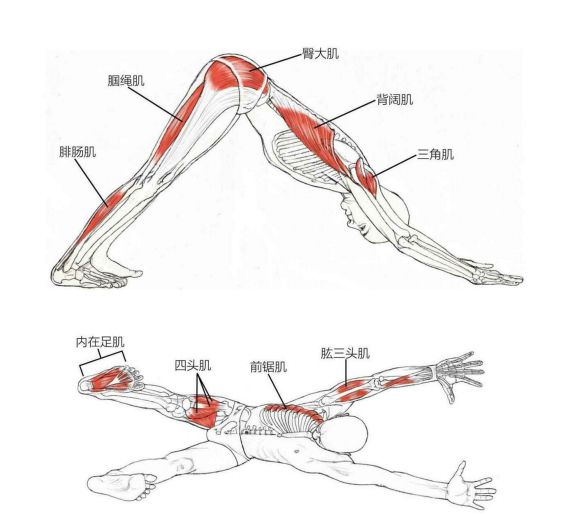 银河娱乐澳门娱乐网站瑜伽最经典的拜日12式肌肉解析！（建议收藏）(图4)